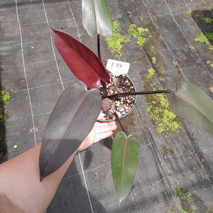 #R67 Philodendron Black Knight