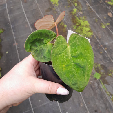 #104 Anthurium (Black Sensation x) x (Papillilaminum x Dressleri)