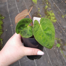 Load image into Gallery viewer, #104 Anthurium (Black Sensation x) x (Papillilaminum x Dressleri)