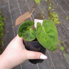 Load image into Gallery viewer, #104 Anthurium (Black Sensation x) x (Papillilaminum x Dressleri)
