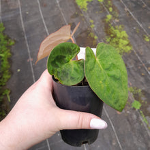 Load image into Gallery viewer, #104 Anthurium (Black Sensation x) x (Papillilaminum x Dressleri)