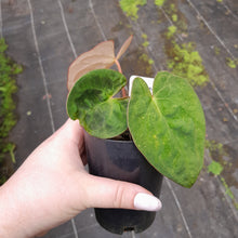 Load image into Gallery viewer, #104 Anthurium (Black Sensation x) x (Papillilaminum x Dressleri)