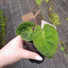 Load image into Gallery viewer, #104 Anthurium (Black Sensation x) x (Papillilaminum x Dressleri)