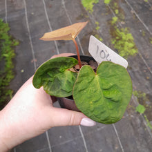 Load image into Gallery viewer, #104 Anthurium (Black Sensation x) x (Papillilaminum x Dressleri)