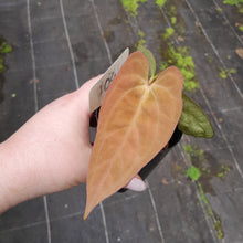 Load image into Gallery viewer, #104 Anthurium (Black Sensation x) x (Papillilaminum x Dressleri)