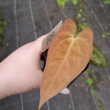 Load image into Gallery viewer, #104 Anthurium (Black Sensation x) x (Papillilaminum x Dressleri)