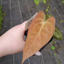 Load image into Gallery viewer, #104 Anthurium (Black Sensation x) x (Papillilaminum x Dressleri)