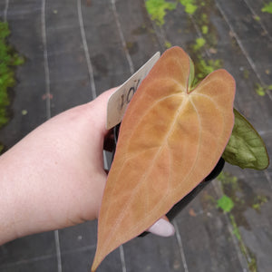 #104 Anthurium (Black Sensation x) x (Papillilaminum x Dressleri)