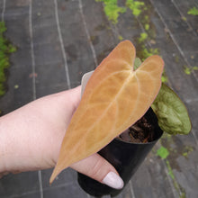 Load image into Gallery viewer, #104 Anthurium (Black Sensation x) x (Papillilaminum x Dressleri)