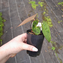 Load image into Gallery viewer, #104 Anthurium (Black Sensation x) x (Papillilaminum x Dressleri)