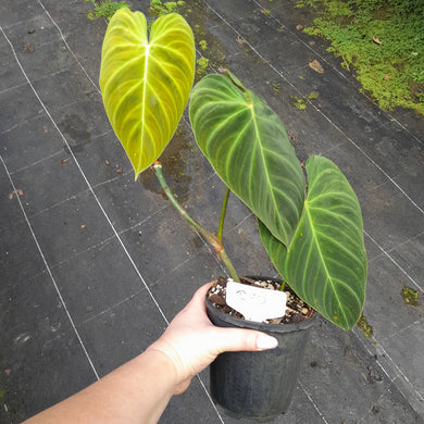 #R90 Philodendron Splendid