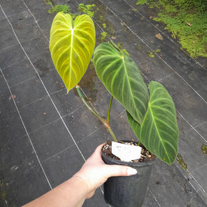 #R90 Philodendron Splendid