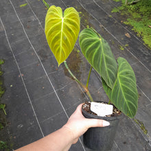 Load image into Gallery viewer, #R90 Philodendron Splendid