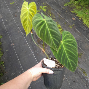 #R90 Philodendron Splendid