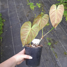 Load image into Gallery viewer, #R90 Philodendron Splendid