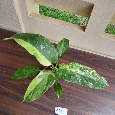 #R32 Philodendron Jose Buono