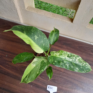 #R32 Philodendron Jose Buono