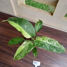 Load image into Gallery viewer, #R32 Philodendron Jose Buono