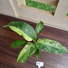 Load image into Gallery viewer, #R32 Philodendron Jose Buono