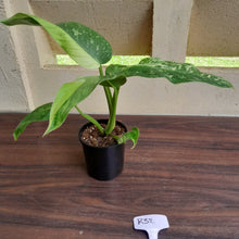 Load image into Gallery viewer, #R32 Philodendron Jose Buono