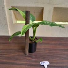 Load image into Gallery viewer, #R32 Philodendron Jose Buono