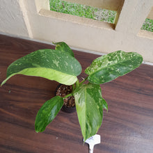 Load image into Gallery viewer, #R32 Philodendron Jose Buono