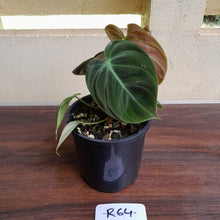 Load image into Gallery viewer, #R64 Philodendron El Choco Red