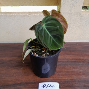 #R64 Philodendron El Choco Red
