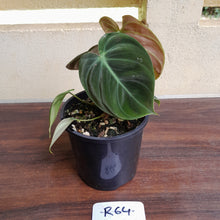 Load image into Gallery viewer, #R64 Philodendron El Choco Red