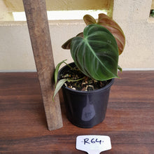 Load image into Gallery viewer, #R64 Philodendron El Choco Red