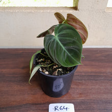 Load image into Gallery viewer, #R64 Philodendron El Choco Red