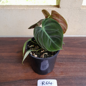 #R64 Philodendron El Choco Red