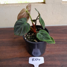 Load image into Gallery viewer, #R64 Philodendron El Choco Red
