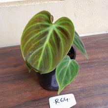 Load image into Gallery viewer, #R64 Philodendron El Choco Red