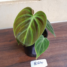 Load image into Gallery viewer, #R64 Philodendron El Choco Red