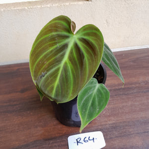 #R64 Philodendron El Choco Red