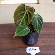 Load image into Gallery viewer, #R64 Philodendron El Choco Red