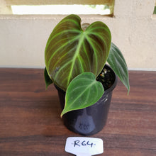 Load image into Gallery viewer, #R64 Philodendron El Choco Red