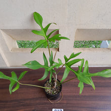 Load image into Gallery viewer, #R33 Philodendron Glad Hands