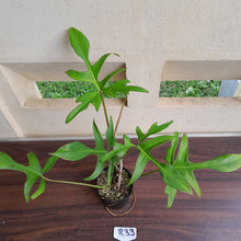 Load image into Gallery viewer, #R33 Philodendron Glad Hands
