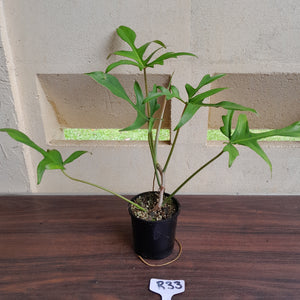 #R33 Philodendron Glad Hands
