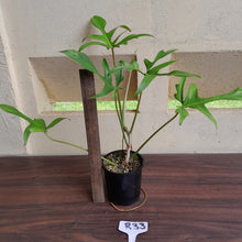 Load image into Gallery viewer, #R33 Philodendron Glad Hands