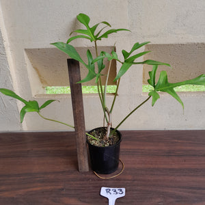 #R33 Philodendron Glad Hands