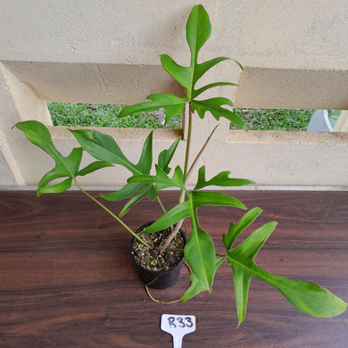 #R33 Philodendron Glad Hands