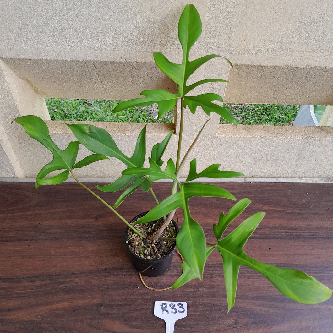 #R33 Philodendron Glad Hands