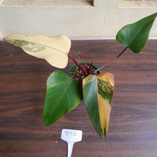 Load image into Gallery viewer, #R90 Philodendron Strawberry Shake