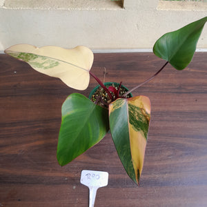 #R90 Philodendron Strawberry Shake