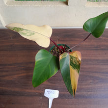Load image into Gallery viewer, #R90 Philodendron Strawberry Shake