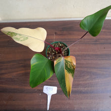 Load image into Gallery viewer, #R90 Philodendron Strawberry Shake