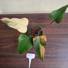 Load image into Gallery viewer, #R90 Philodendron Strawberry Shake